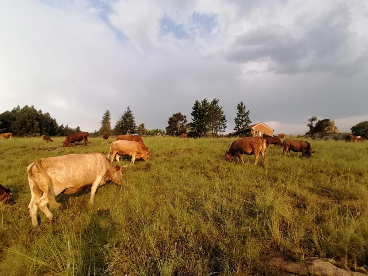 Rocks & Roses Farm Stay Lochiel ภายนอก รูปภาพ