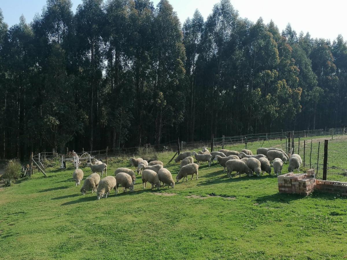 Rocks & Roses Farm Stay Lochiel ภายนอก รูปภาพ