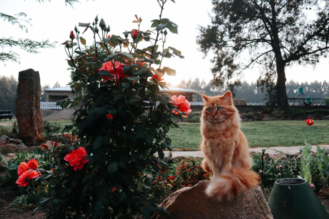 Rocks & Roses Farm Stay Lochiel ภายนอก รูปภาพ